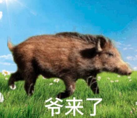 野猪表情包合集来啦