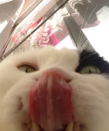 猫咪喊你起床啦！铲屎官专属叫醒表情包合集