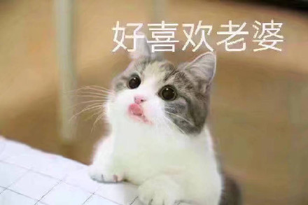 猫咪宠妻表情包合集，甜到齁的撒娇互动