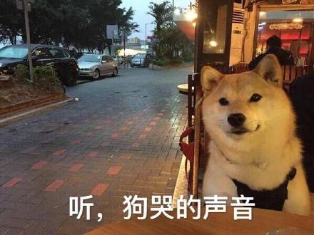 单身狗的真心话大公开