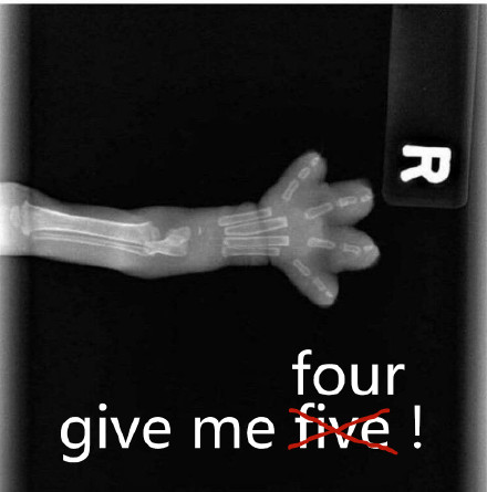 猫爪X光借钱表情包合集