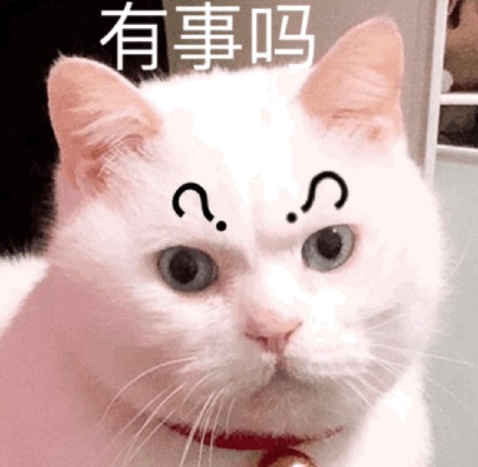 整理好的猫咪斗图表情包合集
