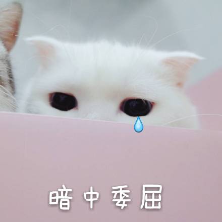 整理好的喵星人聊天表情包合集