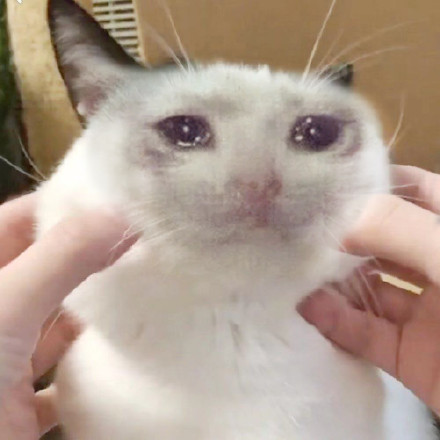 超火流泪猫猫头表情包合集