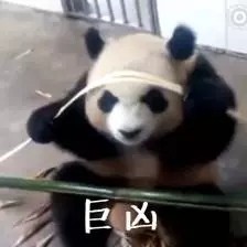 整理好的大熊猫斗图表情包合集