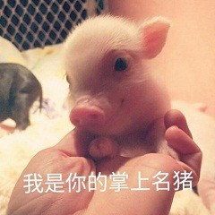 猪猪表情包合集来啦 日常斗图用得上