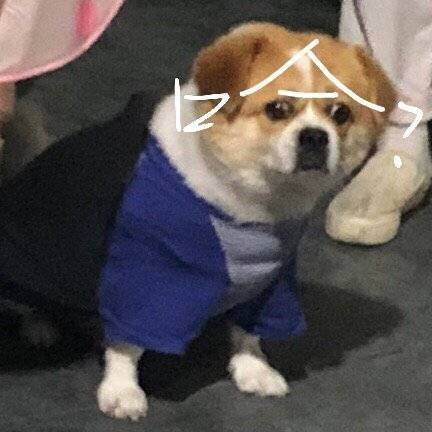 聊天斗图必备！这套可爱汪星人表情包太好用了