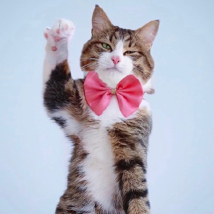 超高清猫咪头像合集来啦