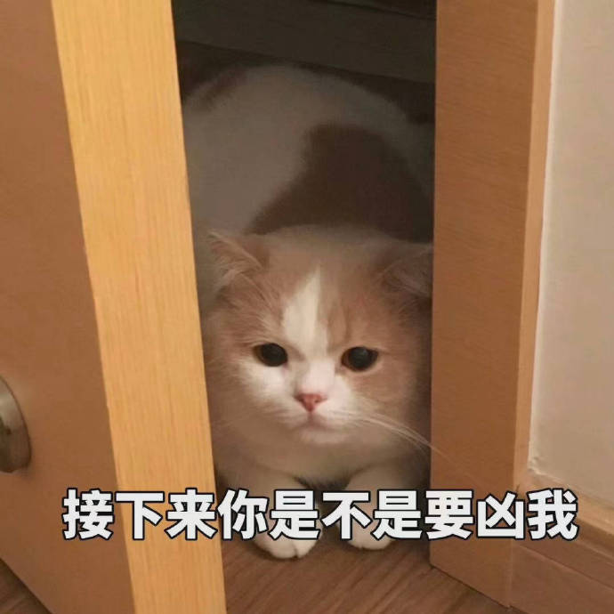软萌治愈！这套小猫咪表情包太适合日常聊天了