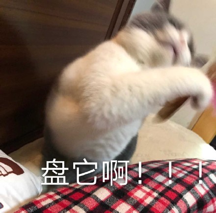 整理好的猫咪表情包合集，斗图直接用