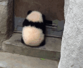 软萌大熊猫表情包合集来啦