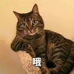 猫咪表情包合集来啦，斗图不用愁
