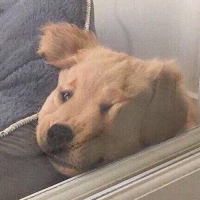 猫咪狗子沙雕情侣头像来啦