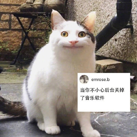社恐狂喜！这套尬笑猫咪表情包精准戳中日常社死瞬间