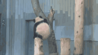 大熊猫滚滚爬树的样子也太萌了吧