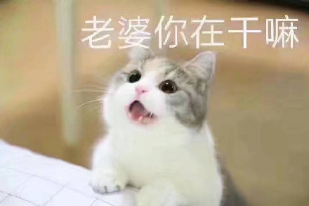 猫咪宠妻表情包合集，甜到齁的撒娇互动