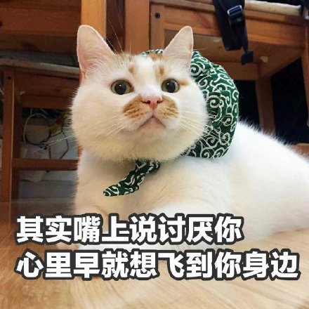 聊天斗图必备！猫咪楼楼表情包合集来啦