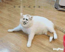 整活党狂喜！这批被玩坏的猫猫头表情包太会整活了