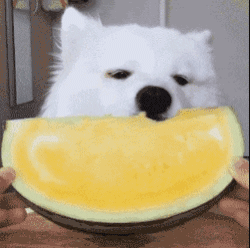 萨摩吃播动图合集来啦