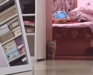 软萌治愈！这组猫猫动图表情包太上头了