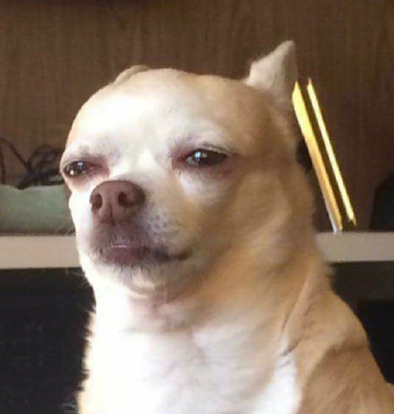 这波狗子表情包太魔性了！