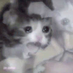 哭唧唧的猫咪动态表情包来啦