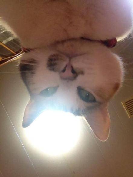 猫咪喊你起床啦！铲屎官专属叫醒表情包合集