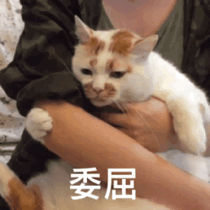 超治愈！这组猫咪动态表情包太适合斗图了