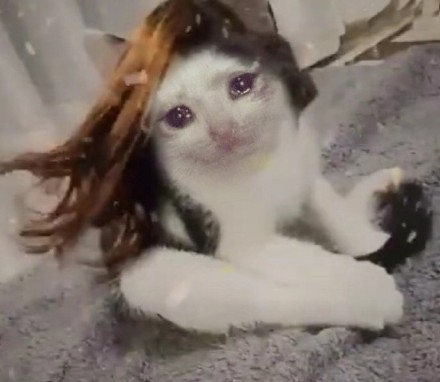 超火流泪猫猫头表情包合集