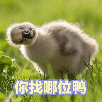 软萌小鸭鸭表情包来啦，每一张都超治愈