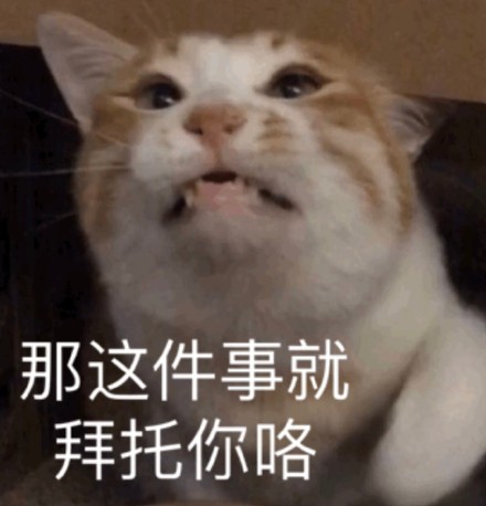 网友都在找的猫猫表情包合集