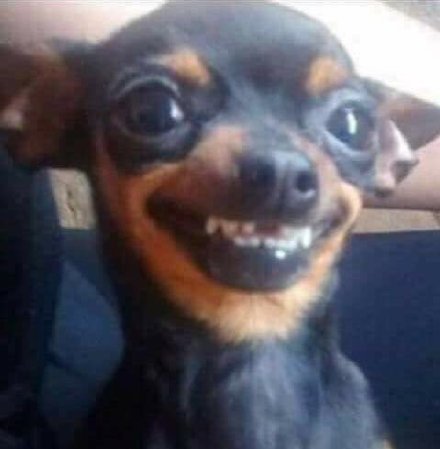 这波狗子表情包太魔性了！