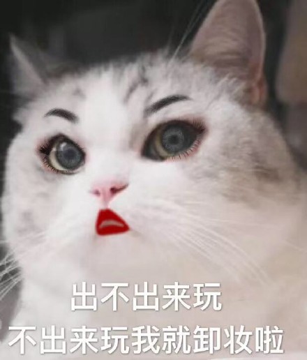 猫咪表情包第五弹来啦！