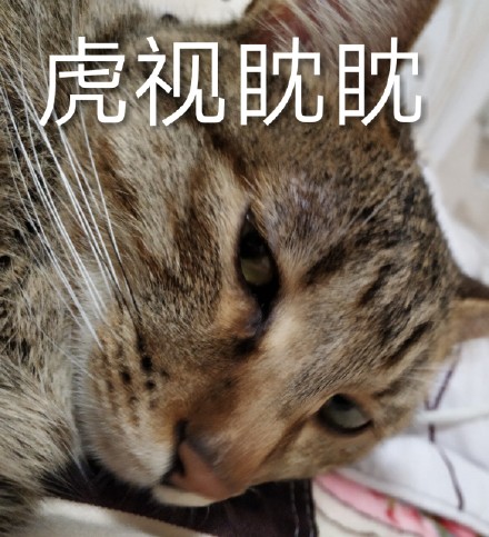 整理好的猫咪表情包合集，斗图直接用