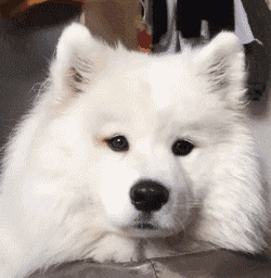 萨摩吃播动图合集来啦