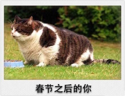 春节专属表情包来啦！精准戳中你的假期日常