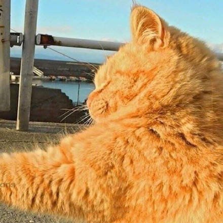 超可爱喵星人情侣头像合集