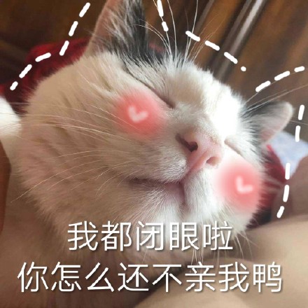铲屎官看过来！这套猫咪聊天表情包太会整活了