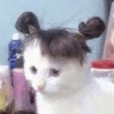 「将头发梳成大人模样」情侣头像来啦