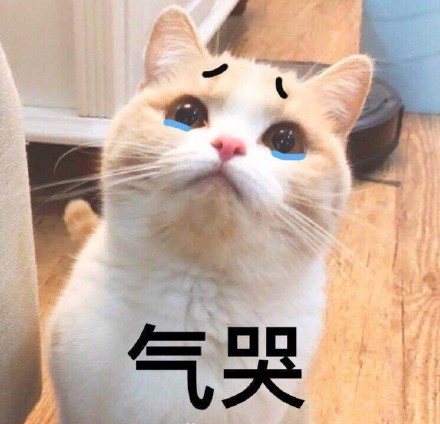 整理好的喵星人聊天表情包合集