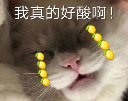 整理好的猫咪表情包合集，斗图直接用
