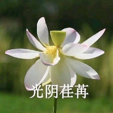中老年佛系花花表情包来啦