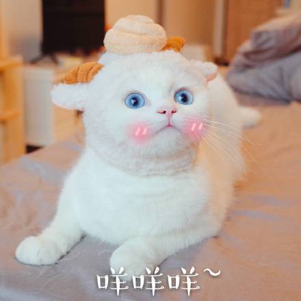 整理好的喵星人聊天表情包合集