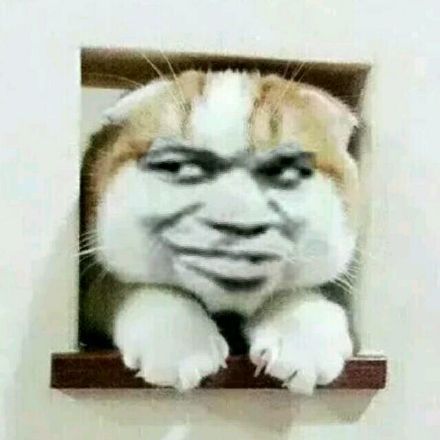 整活党狂喜！这批被玩坏的猫猫头表情包太会整活了