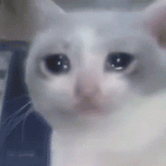 哭唧唧的猫咪动态表情包来啦