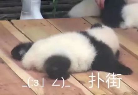 软萌大熊猫表情包合集来啦