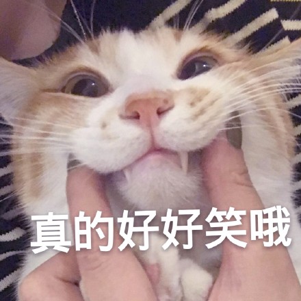 整理好的喵星人聊天表情包合集