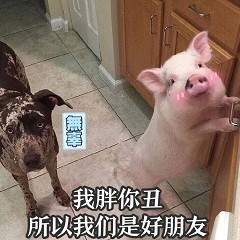 猪猪表情包合集来啦 日常斗图用得上