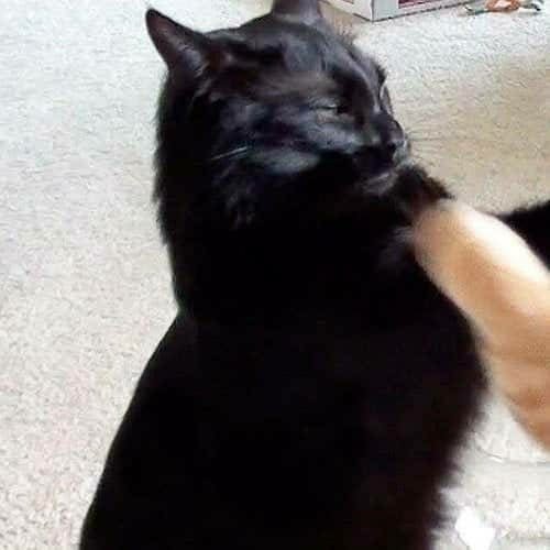 超可爱喵星人情侣头像合集