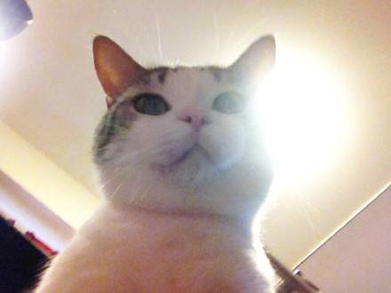 猫咪喊你起床啦！铲屎官专属叫醒表情包合集